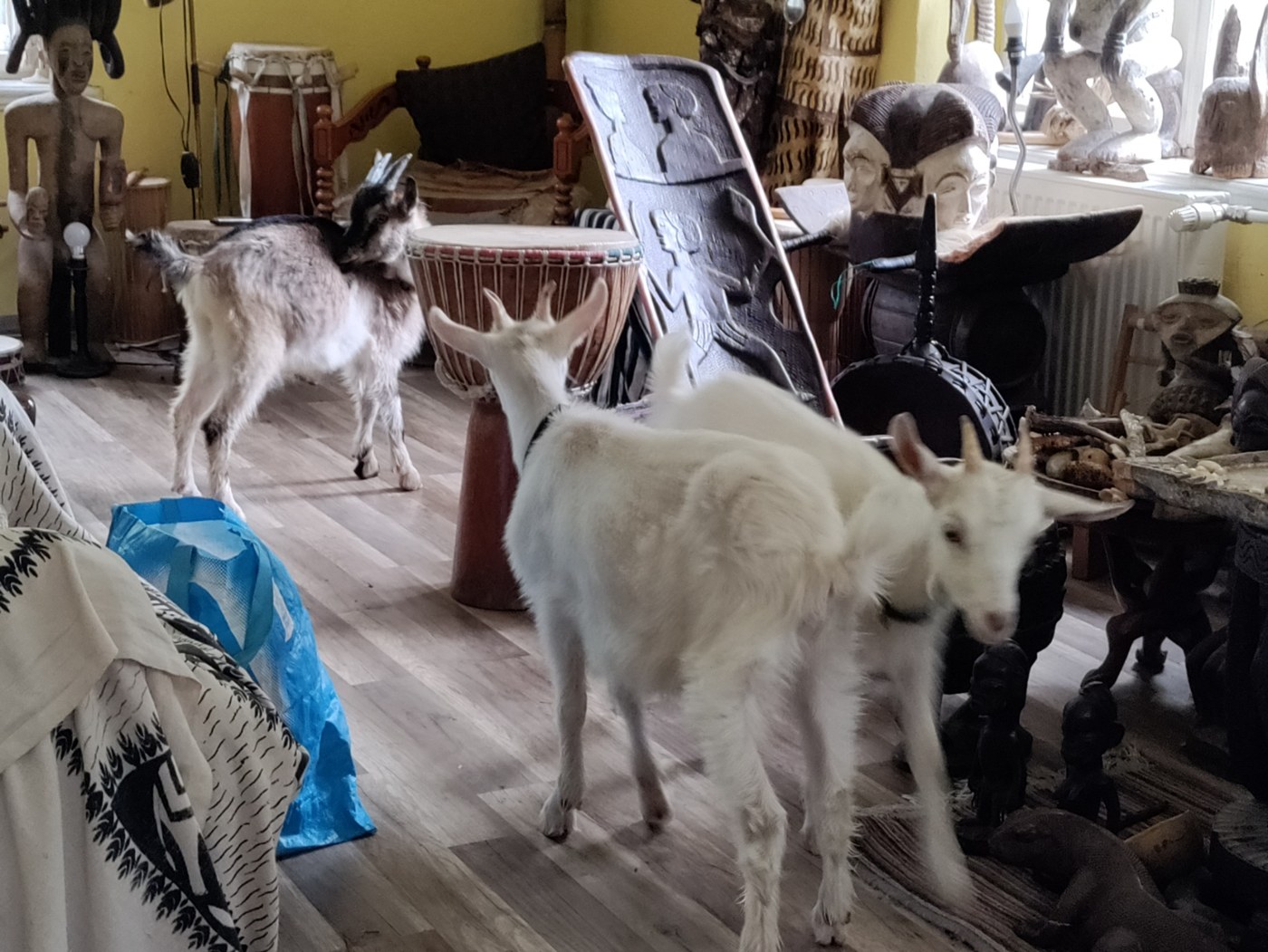 Visitors and goats in the Oracle room