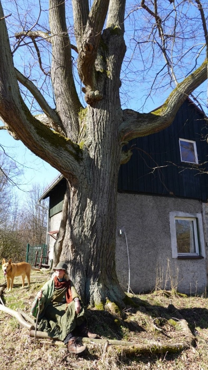 Leshy — the tree sanctuary