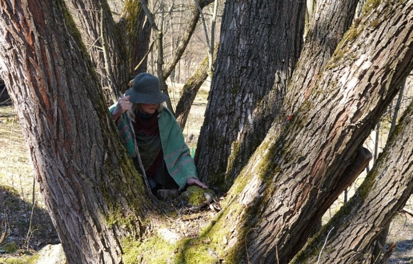 Leshy — the tree sanctuary