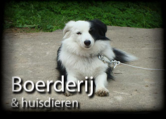 Boerderij